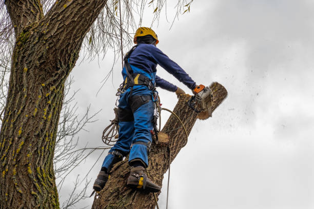 Tree Removal for Businesses in Sayre, PA